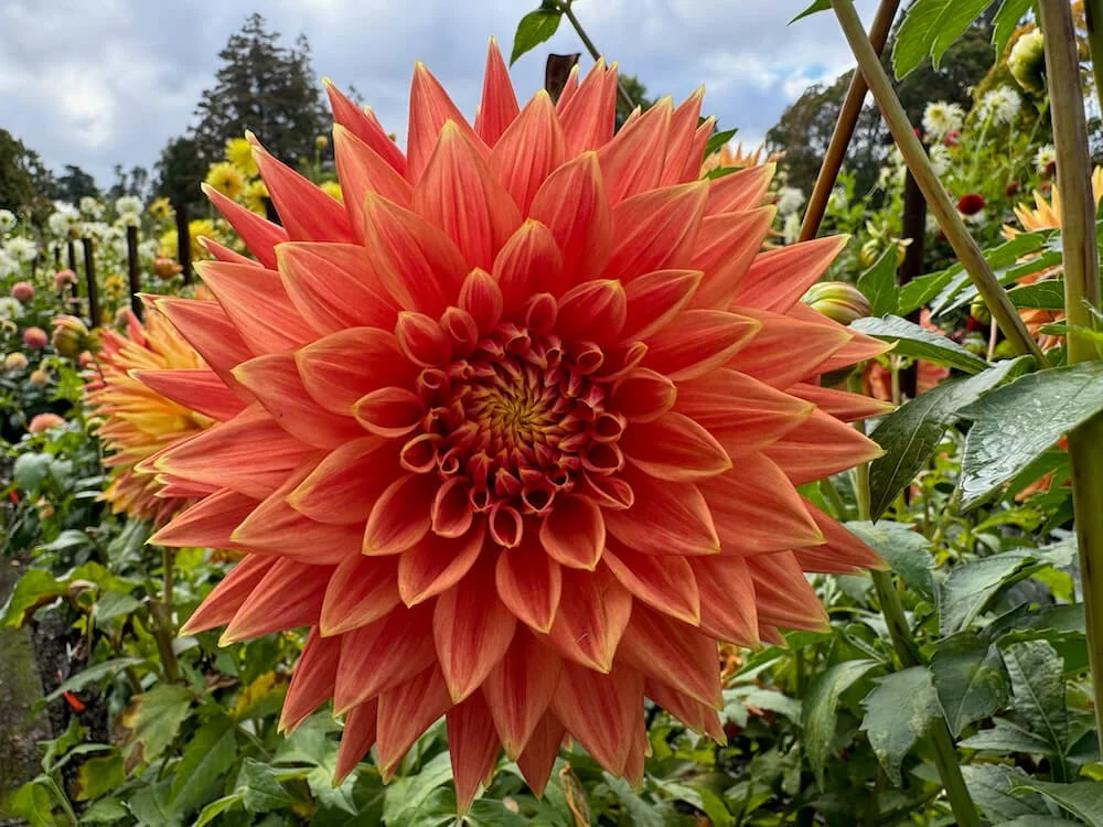 Dahlia 'AC Alysia' (AC Alysia Dahlia) — Northwest Blooms